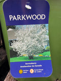 Amèlanchier du Canada “Serviceberry”