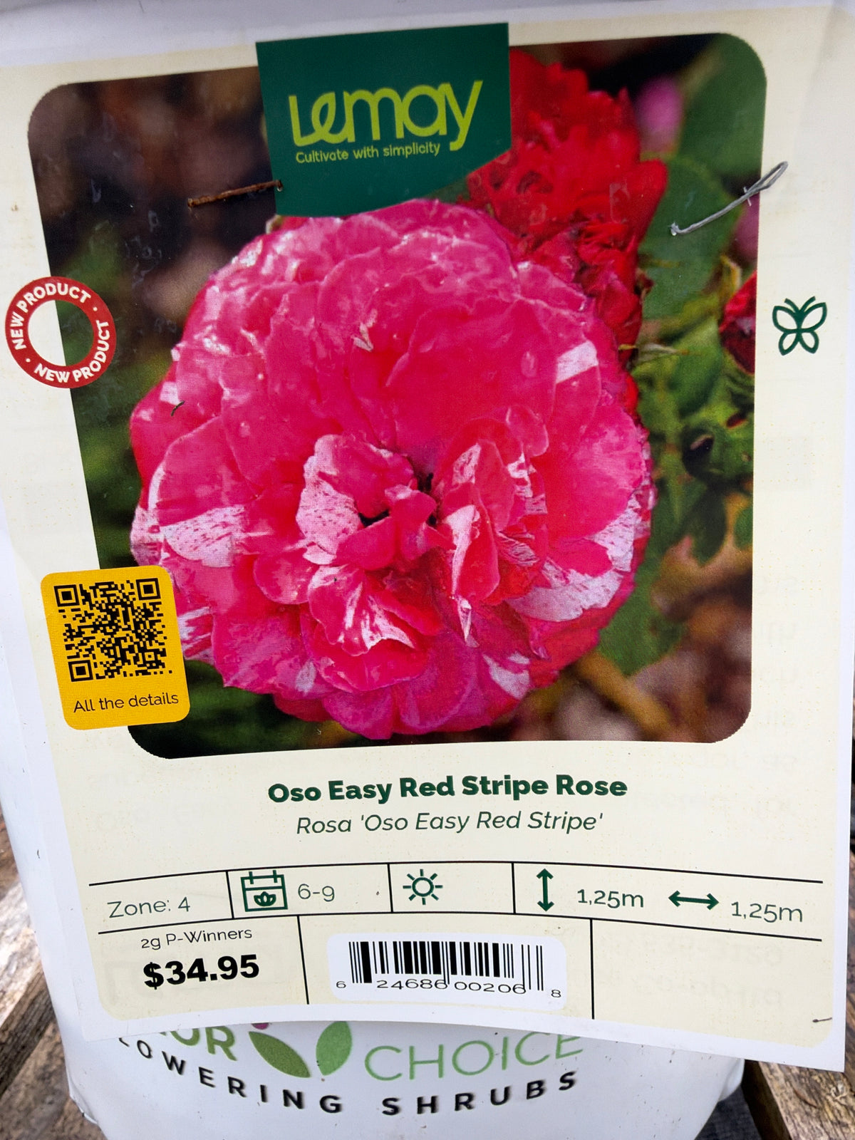 Rosa ‘Oso Easy Red Stripe Rose’