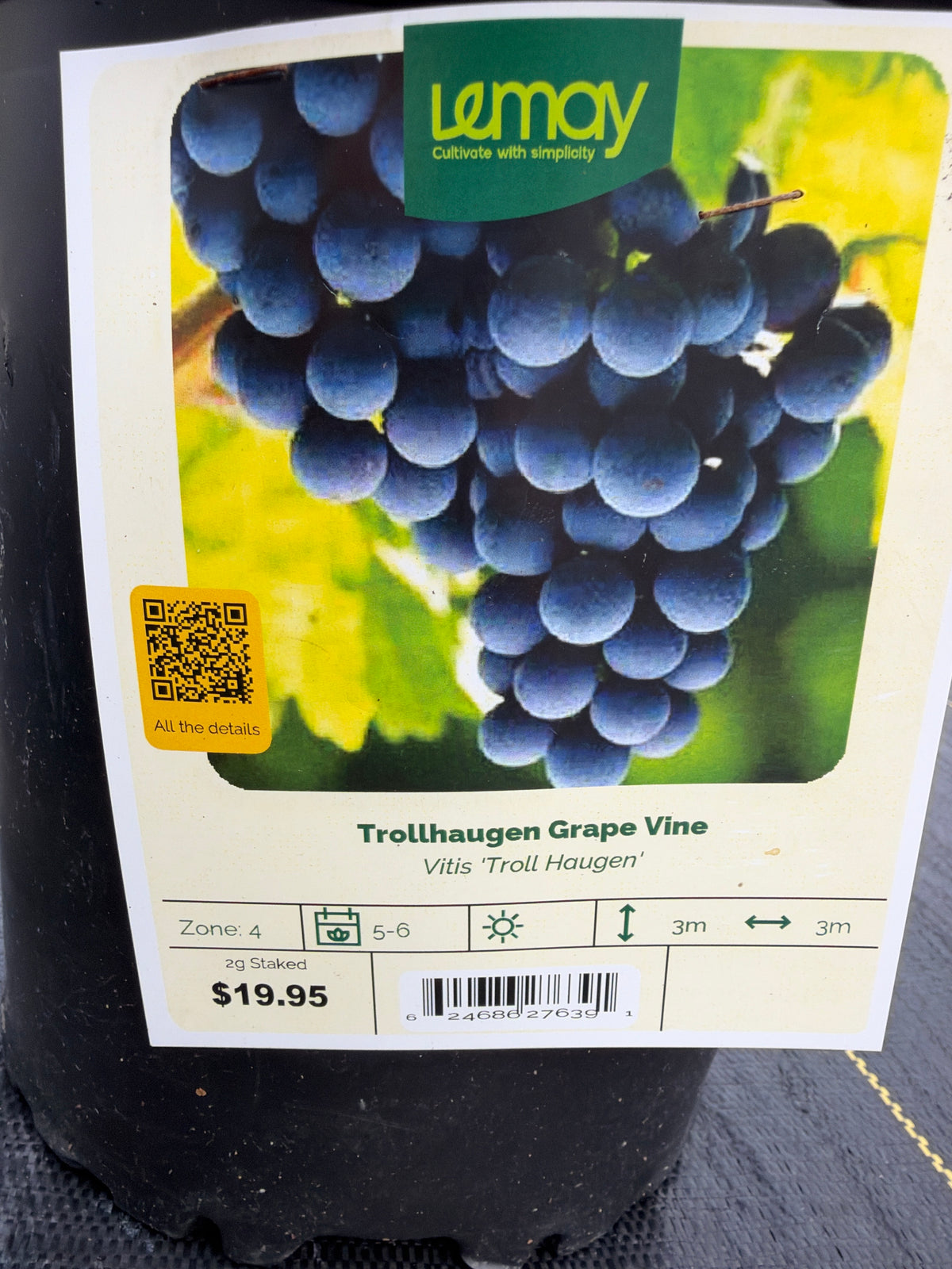 Trollhaugen Grape Vine