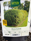 Caragana arborescens ‘Siberian Peashrub’