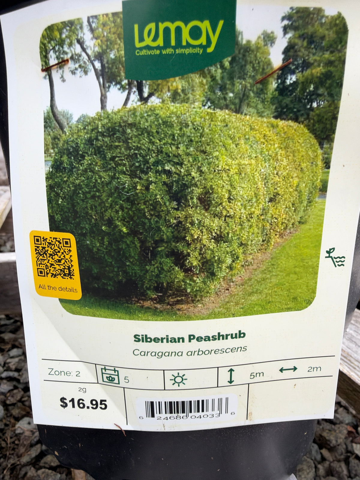 Caragana arborescens ‘Siberian Peashrub’