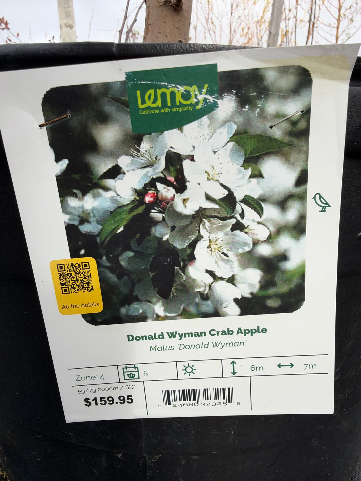 Malus ‘Donald Wyman Crab Apple’
