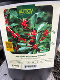 Ilex verticillata ‘Red Sprite’ “Red Sprite Winterberry (female)