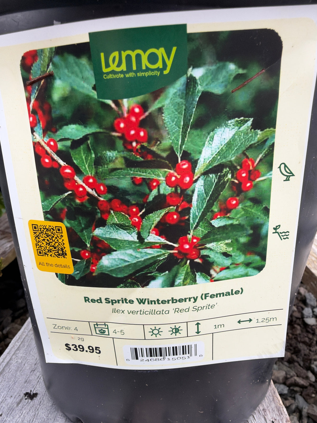 Ilex verticillata ‘Red Sprite’ “Red Sprite Winterberry (female)