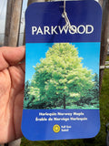 Harlequin Norway Maple