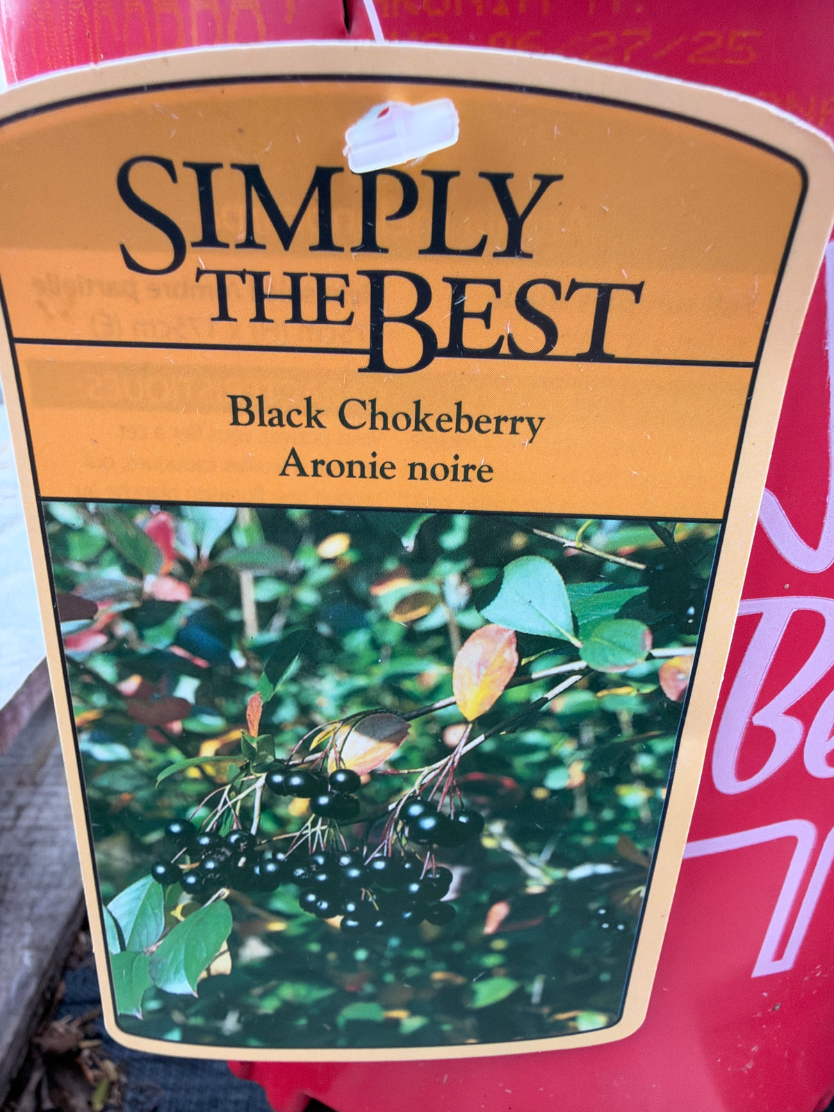 Aronie noire ‘Black Chokeberry’