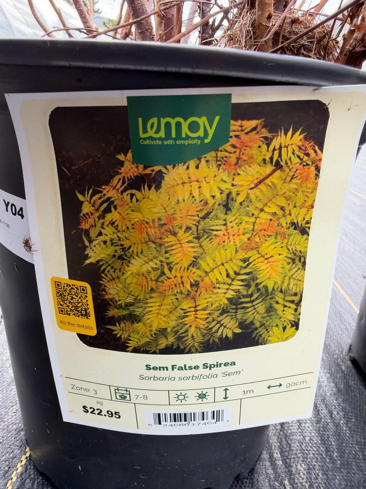 Sorbaria sorbifolia ‘sem’ “Sem False Spirea”