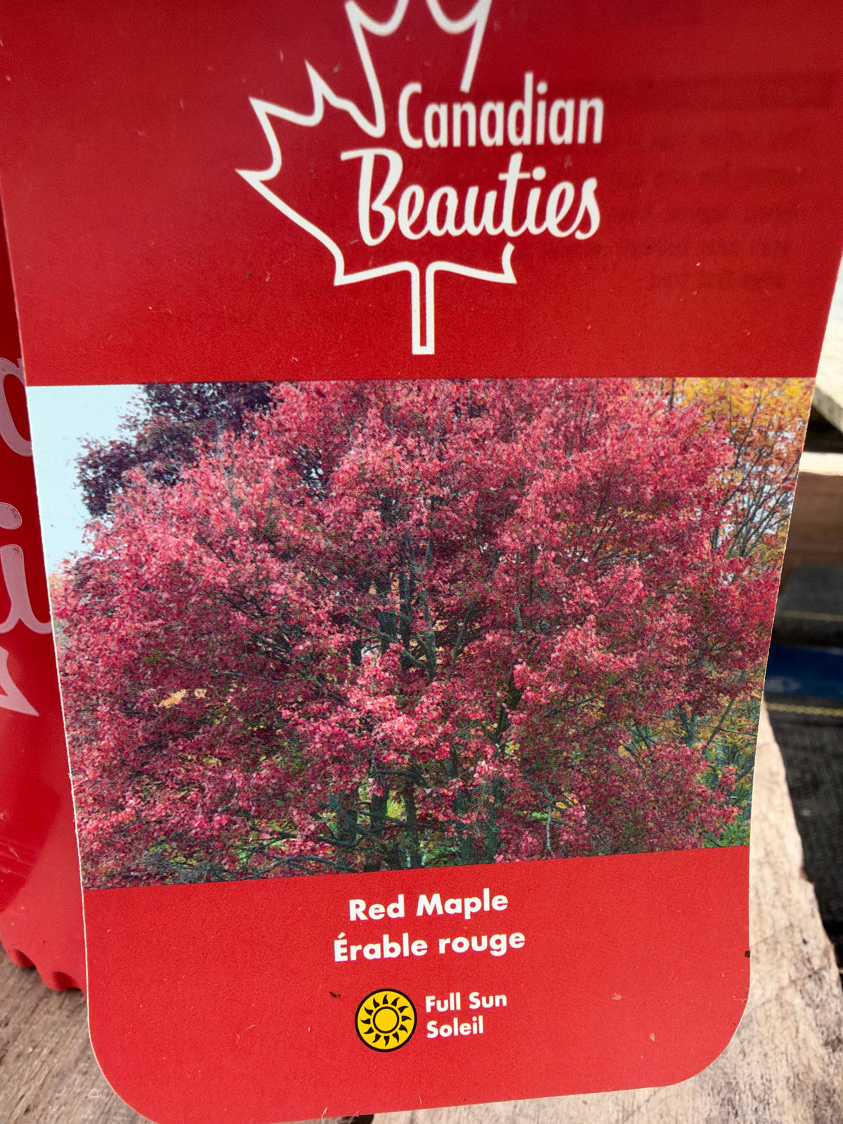 Èrable rouge ‘Red Maple’