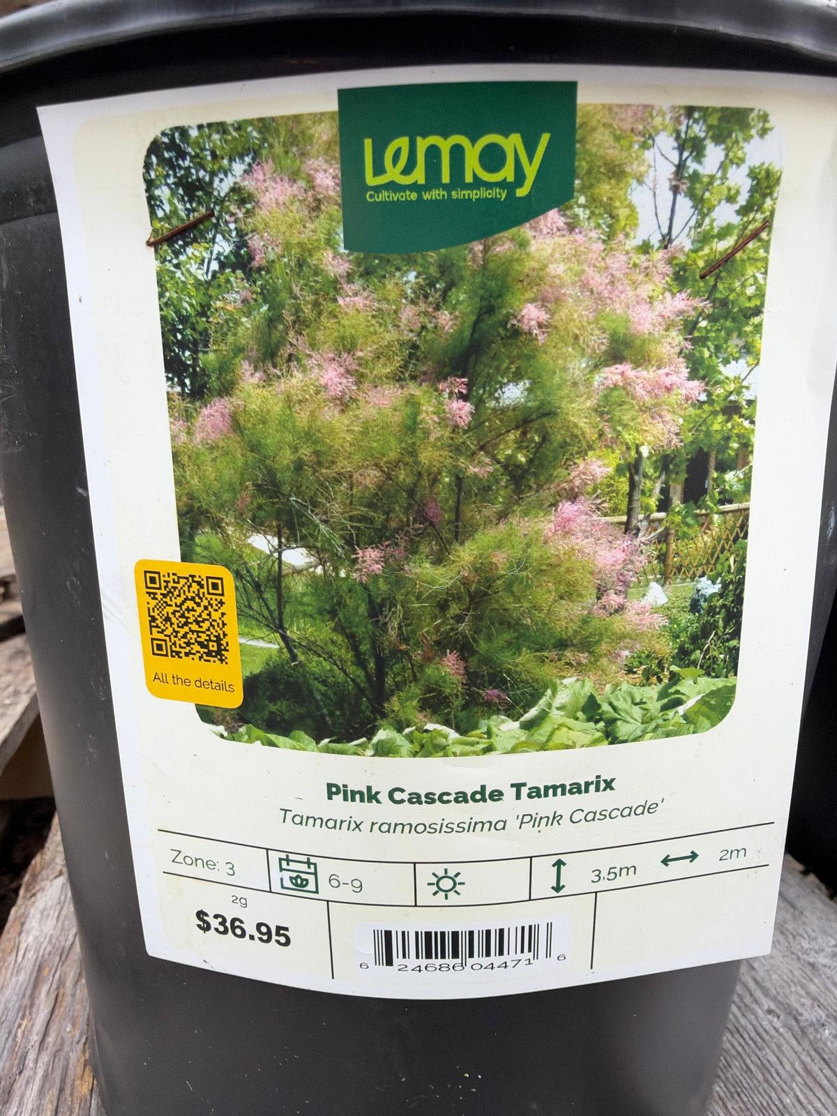 Tamarix ramosissima ‘Pink Cascade’ - Tamarix