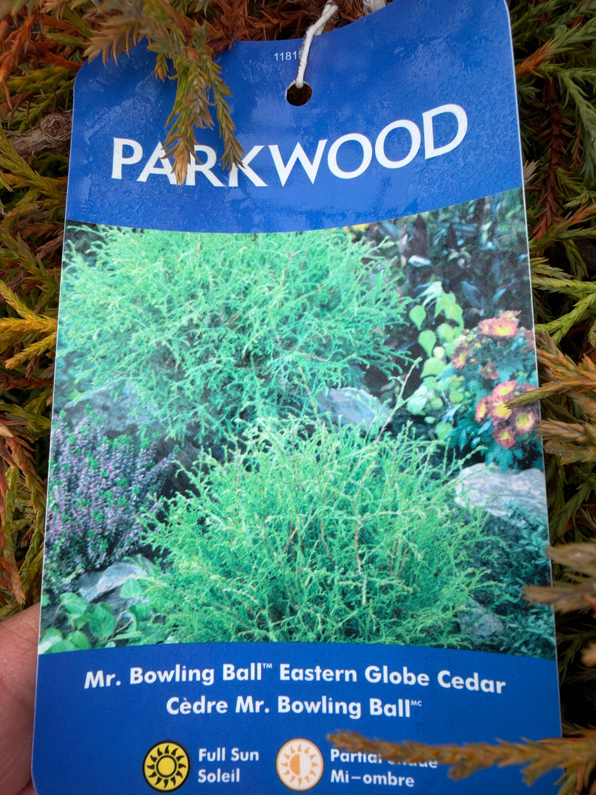 Mr. Bowling Ball Eastern Globe Cedar