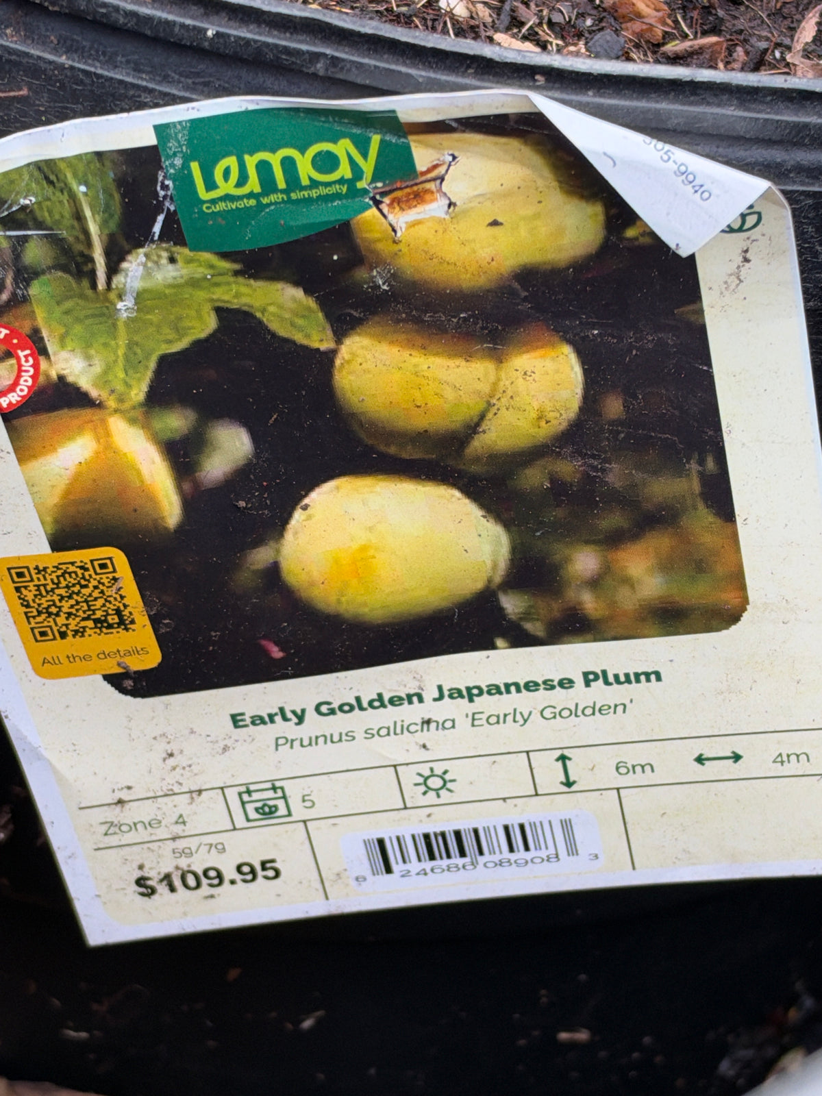 Plum - Early Golden Japanese
