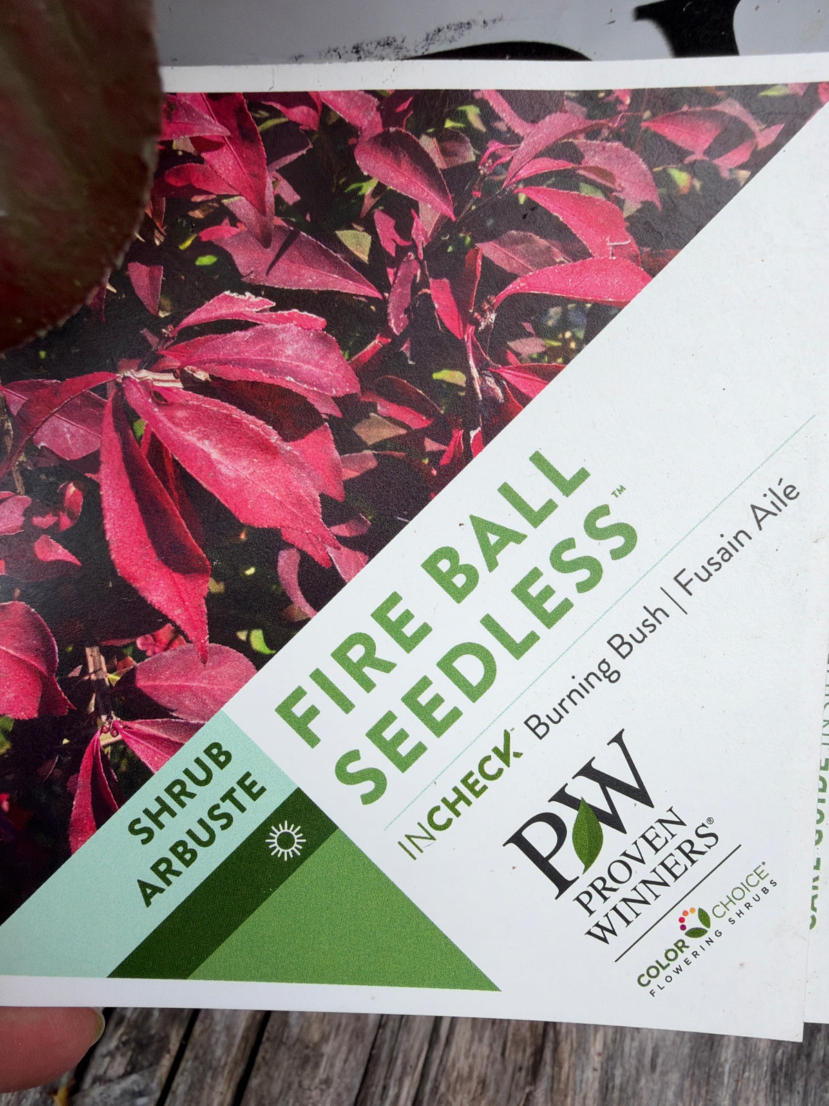 Burning bush ‘Fire Ball Seedless’