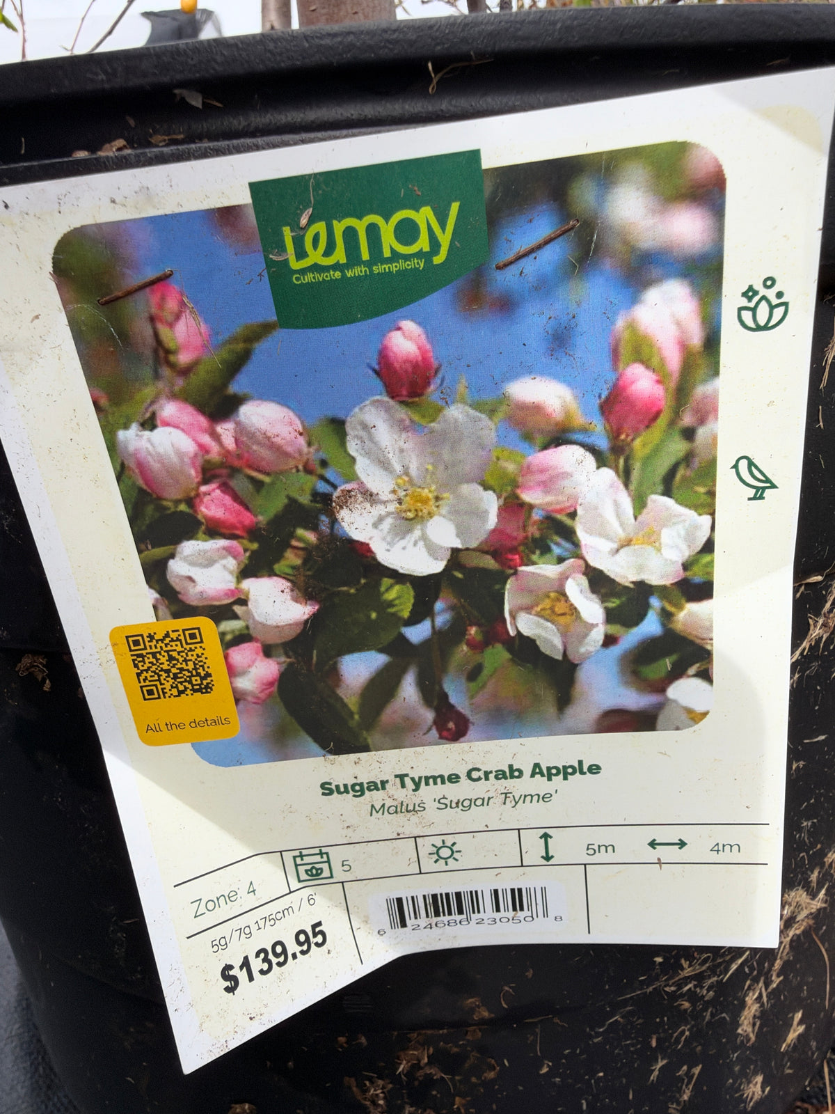 Malus ‘Sugar Tyme Crab Apple’