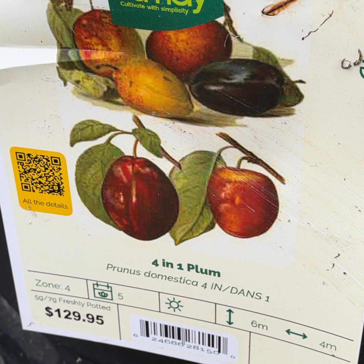 Plum - 4 in 1