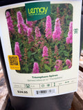 Spiraea billiardii (x) ‘Triumphans Spirea’