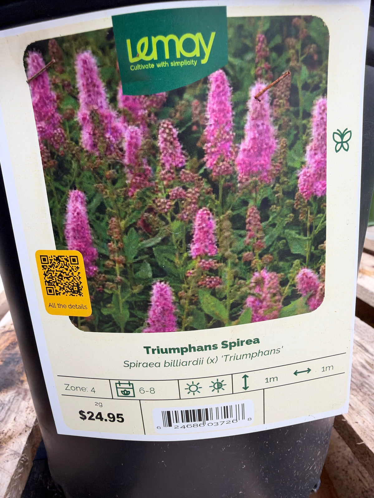 Spiraea billiardii (x) ‘Triumphans Spirea’