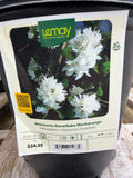 Philadelphus ‘Minnesota Snowflake’ “Minnesota Snowflake Mockorange”