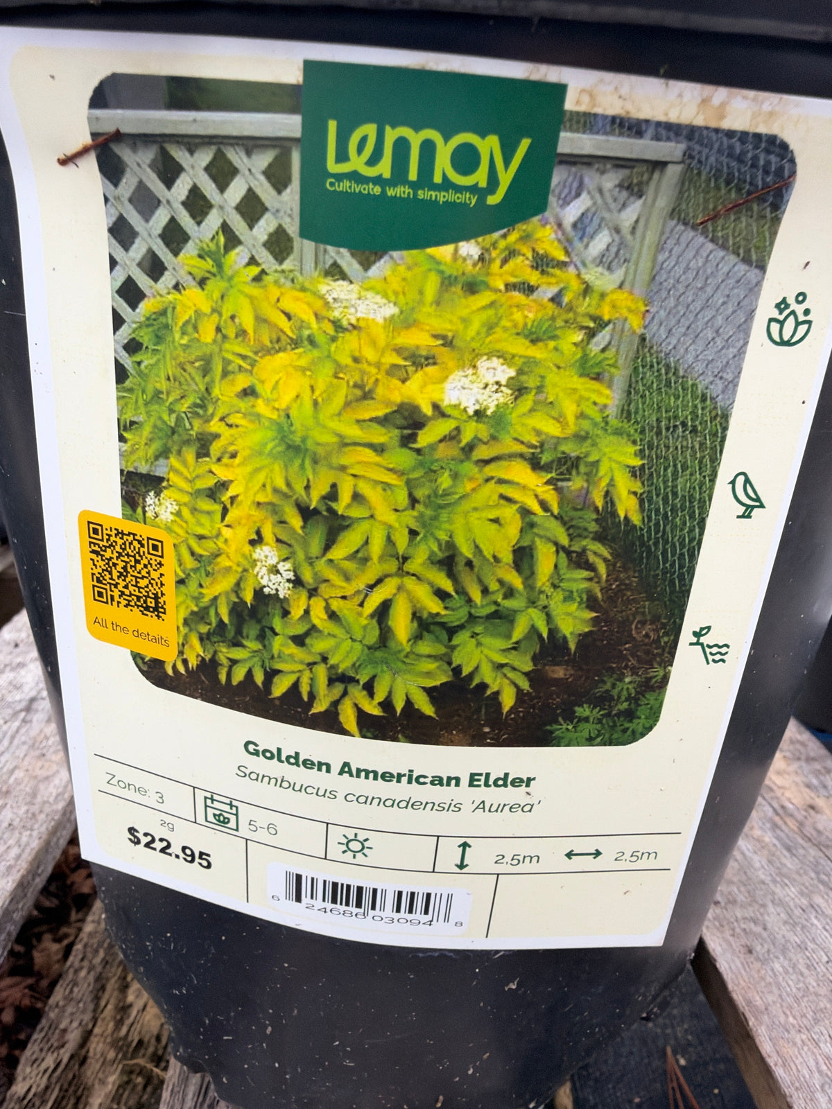 Sambucus canadensis ‘Aurea’ “Golden American Elder”