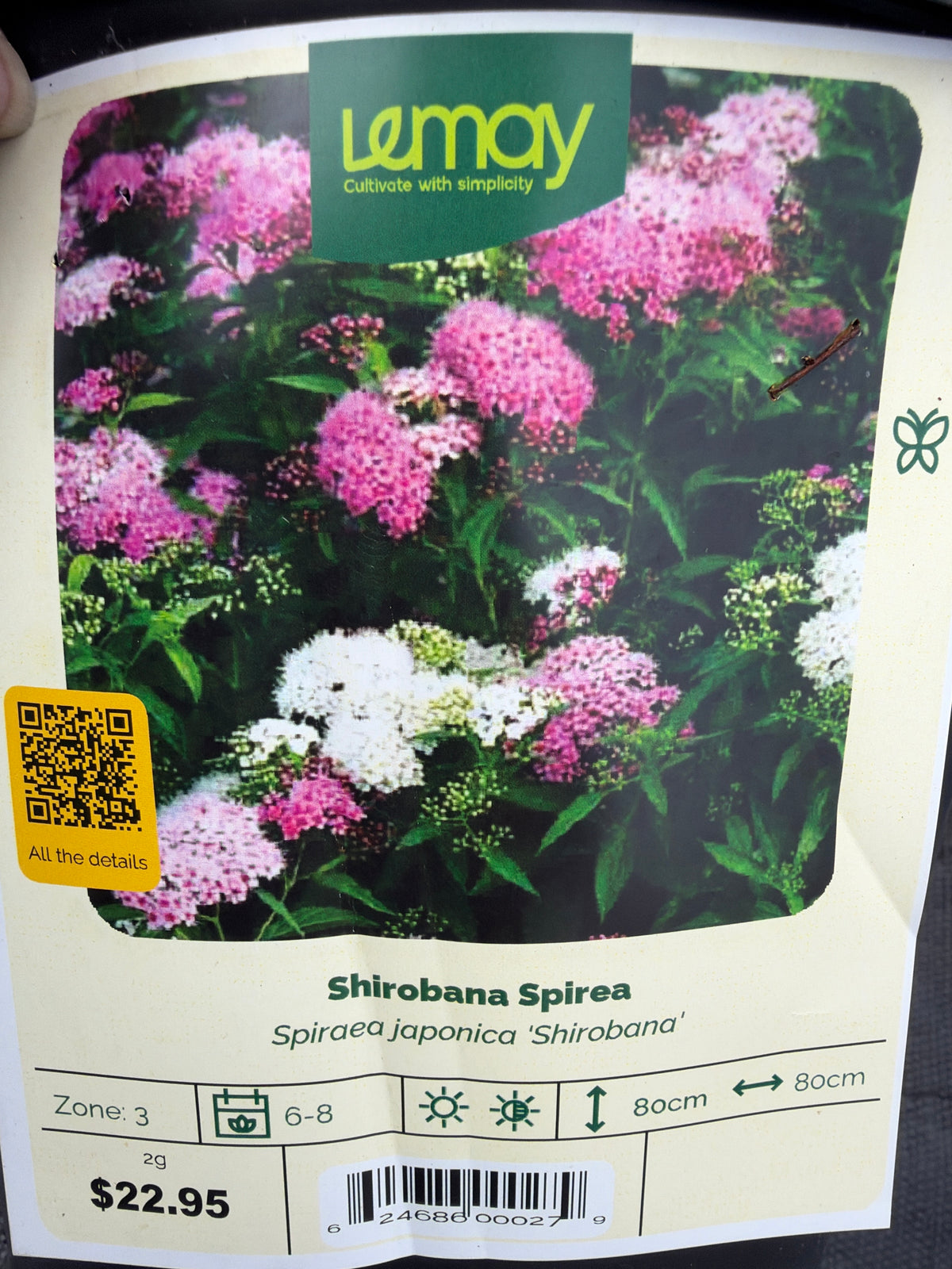 Spiraea japonica ‘Shirobana Spirea’