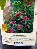 Spiraea japonica ‘Dart’s Red Spirea’