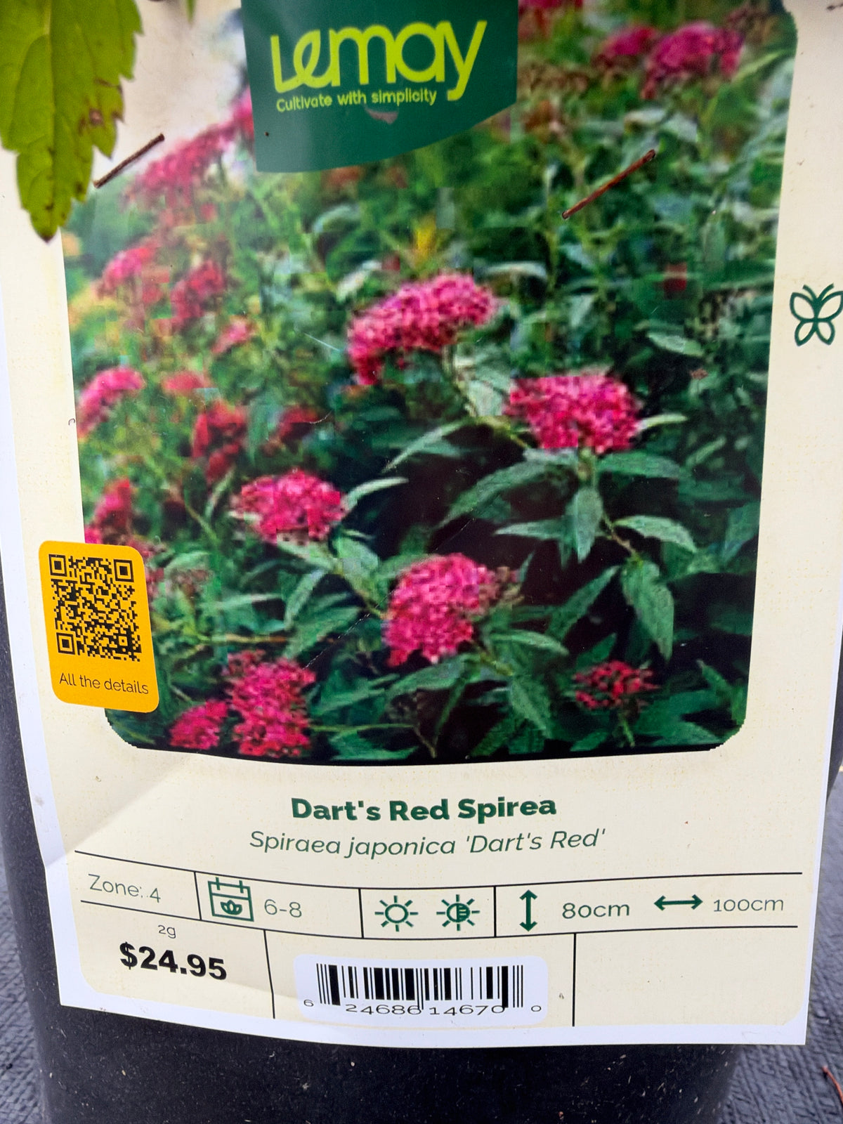 Spiraea japonica ‘Dart’s Red Spirea’