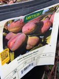 Plum - Toka American