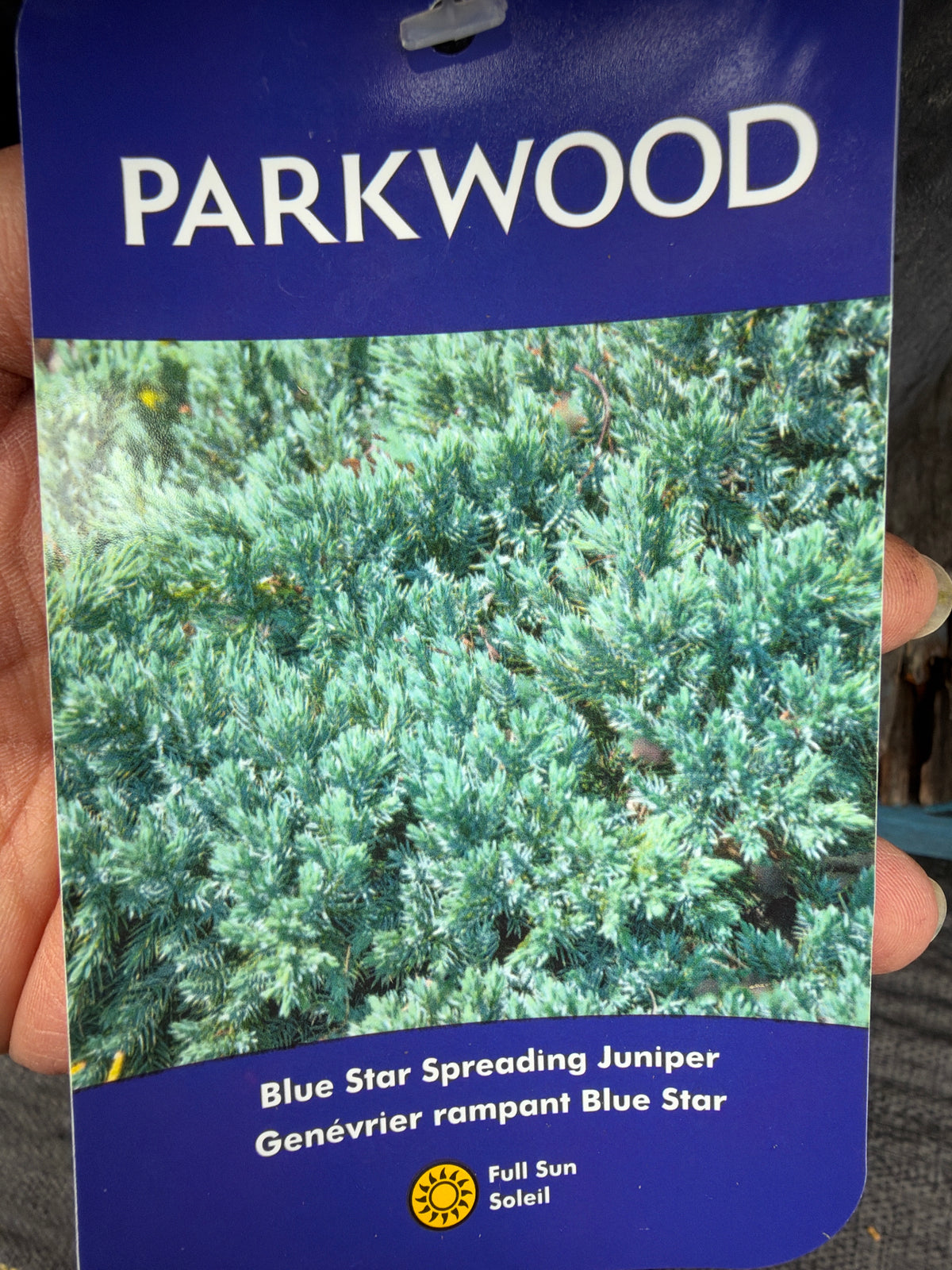 Blue Star Spreading Juniper