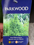 Epinette naine de l’Aberta ‘Dwarf Alberta Spruce’