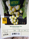 Vitis ‘Bel-Chasse’ “Bel-Chasse Grape Vine”