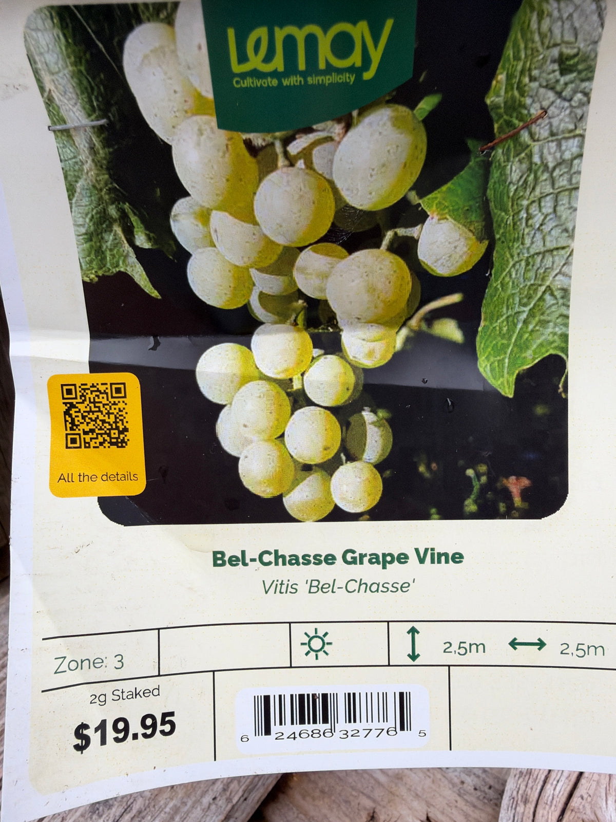 Vitis ‘Bel-Chasse’ “Bel-Chasse Grape Vine”