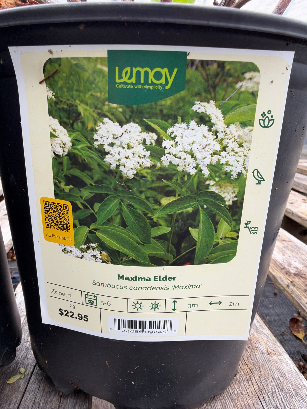Sambucus canadensis ‘Maxima’ “Maxima Elder”