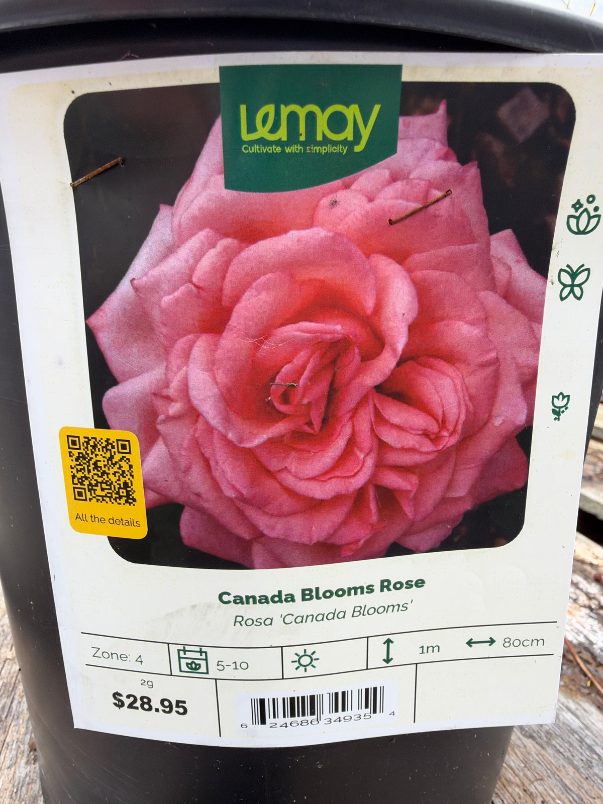 Rosa ‘Canada Blooms’ “Canada Blooms Rose”