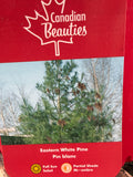 Pin blanc “Eastern White Pine”