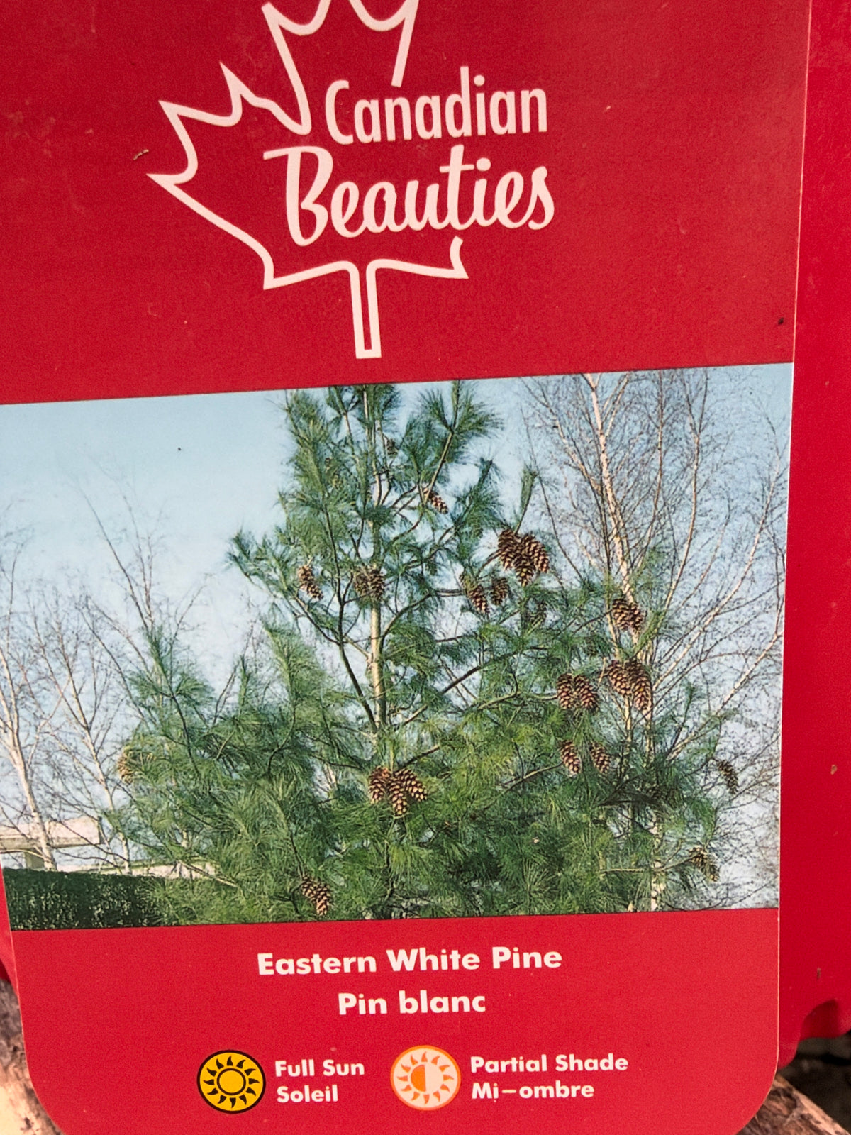Pin blanc “Eastern White Pine”