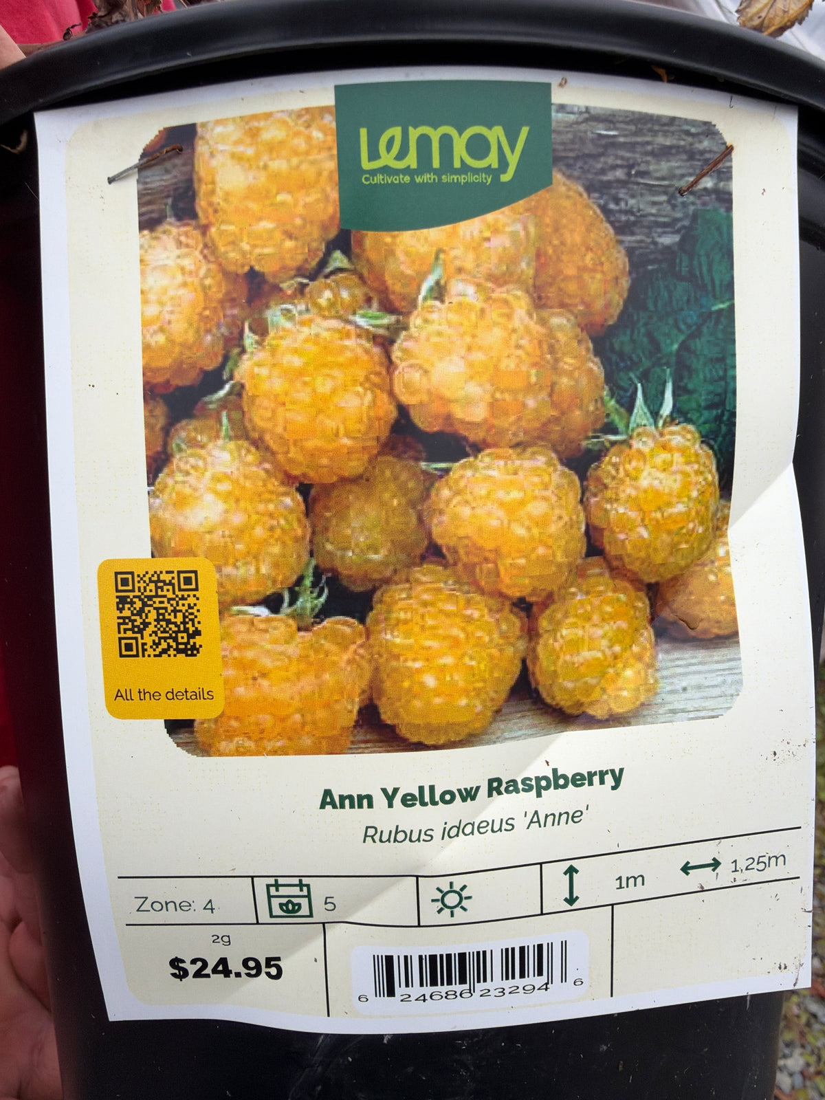 Rubus idaeus ‘Anne’ “Ann Yellow Raspberry”