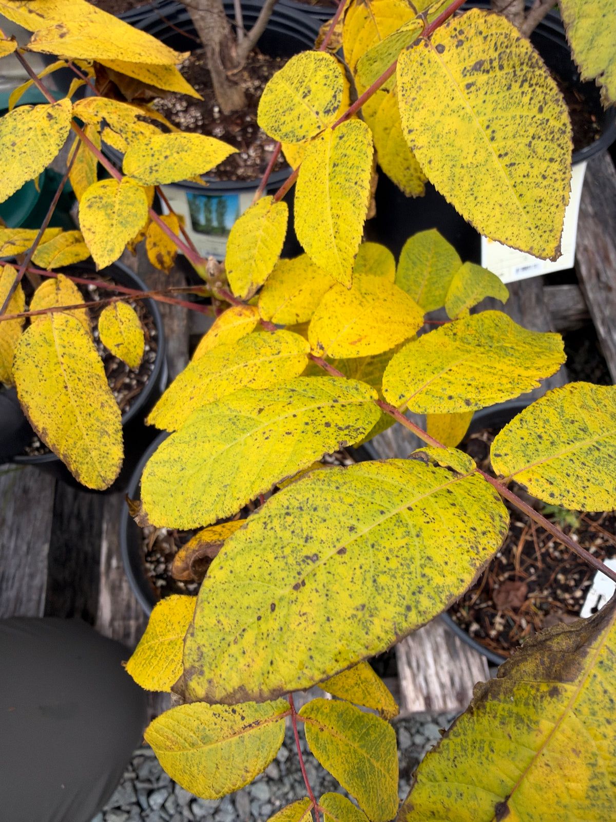 Black Walnut