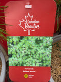 Meleze laricin “Tamarack”