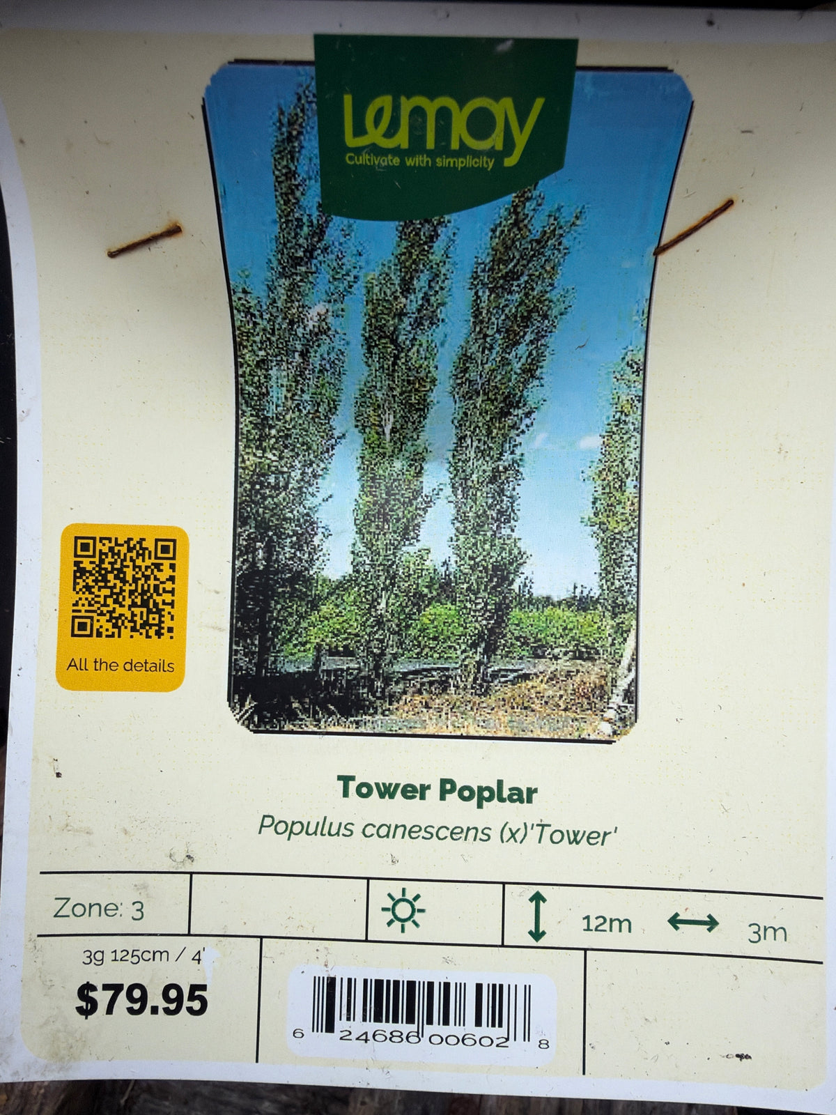 Populus canescens (x)tower “Tower Poplar”