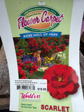 Flower Carpet Scarlet Shrub Rose