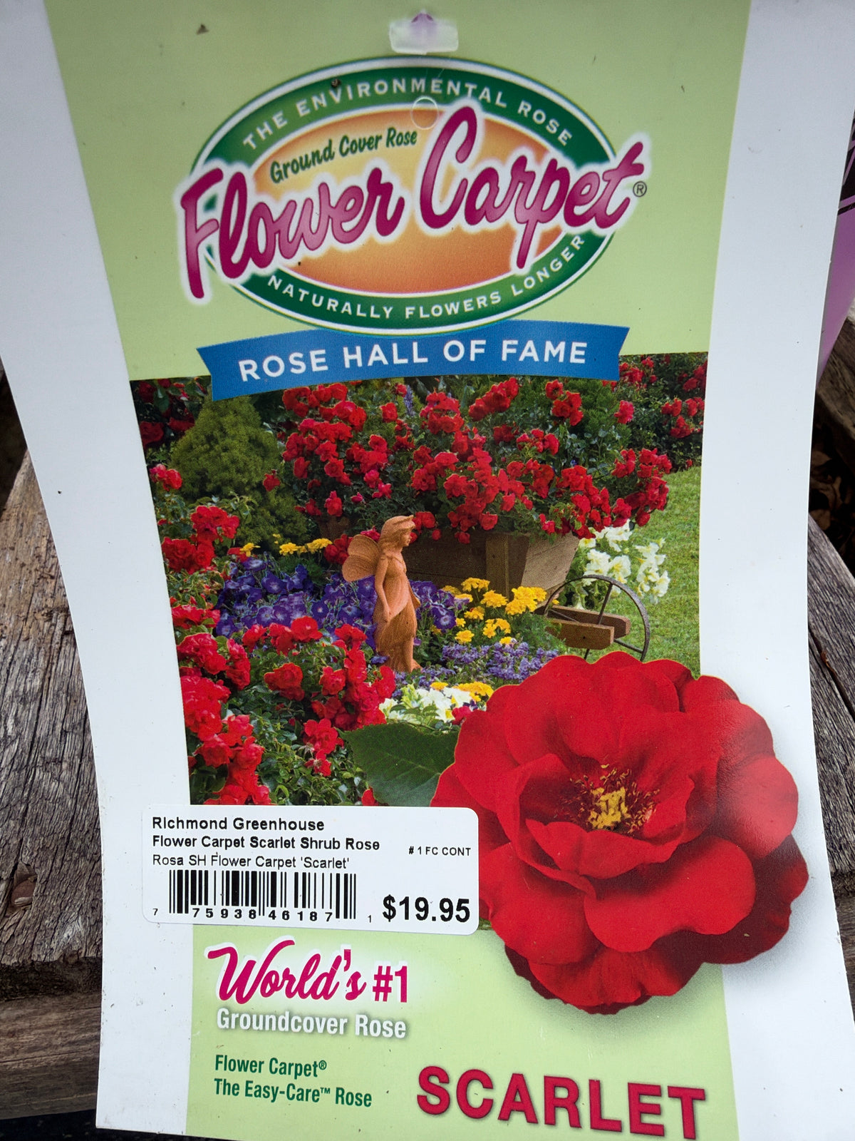 Flower Carpet Scarlet Shrub Rose