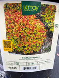 Spiraea japonica ‘Goldflame Spirea’