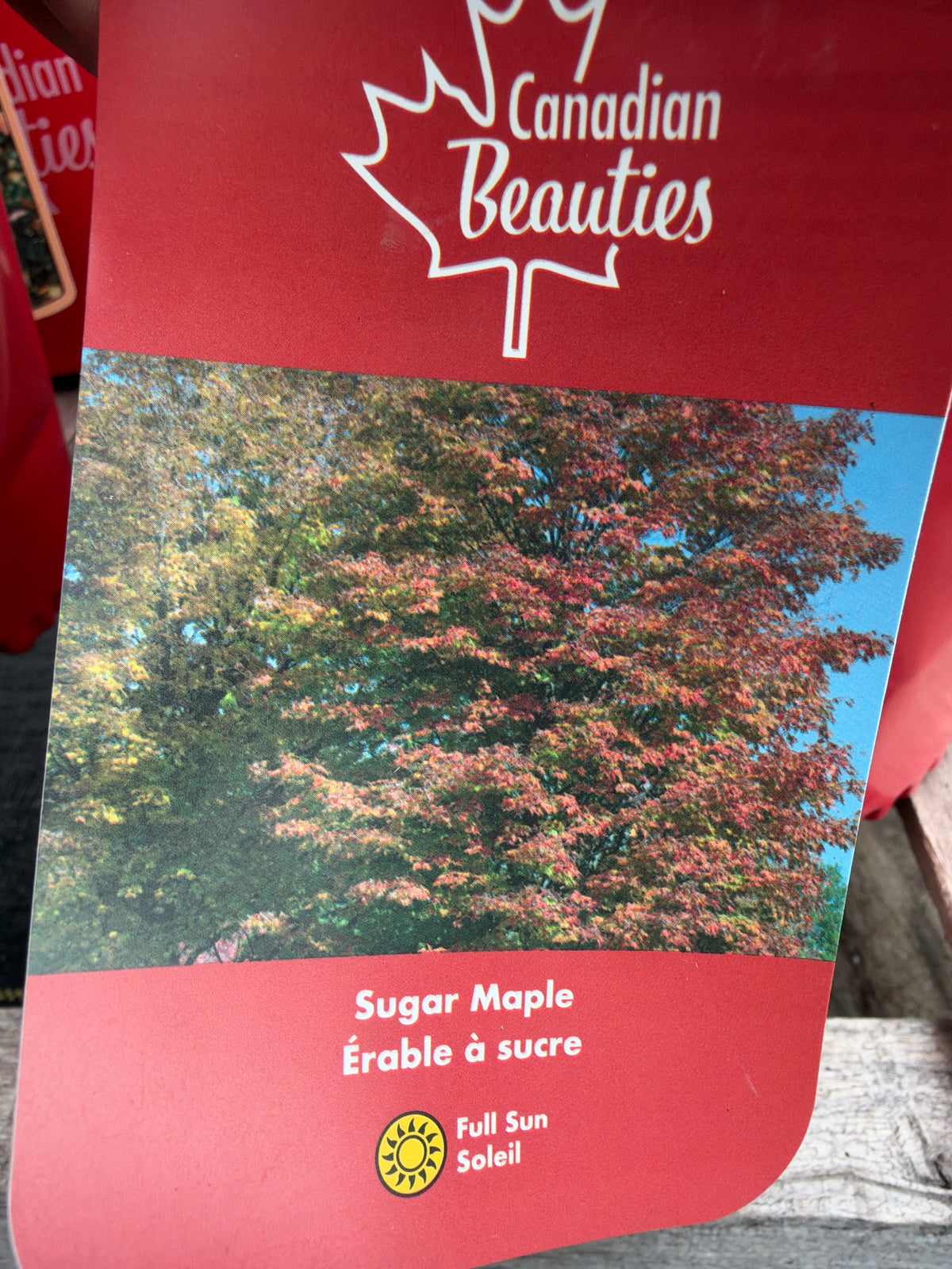 Èrable à sucre ‘Sugar Maple’