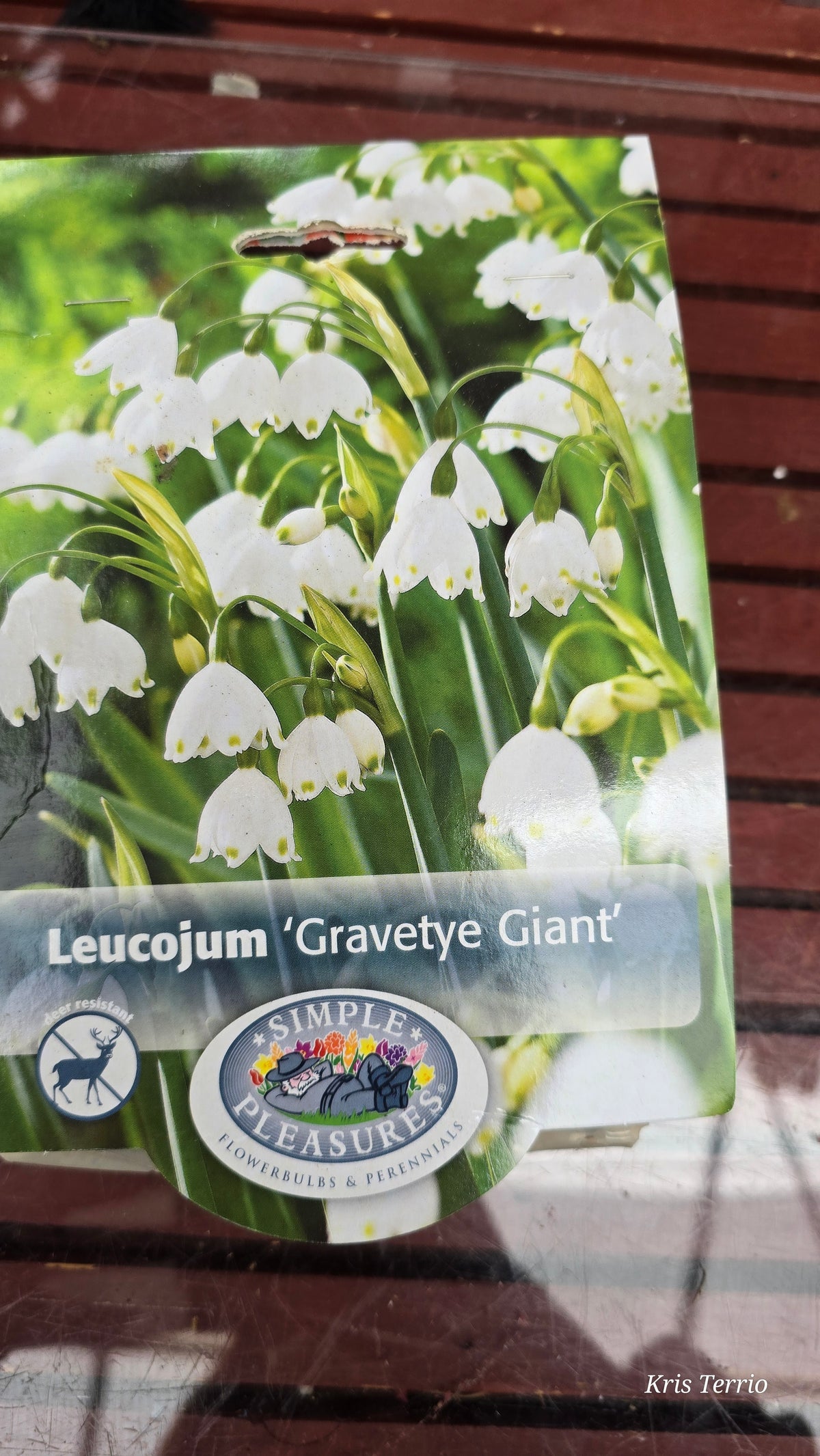 Leucojum GRAVETYE GIANT