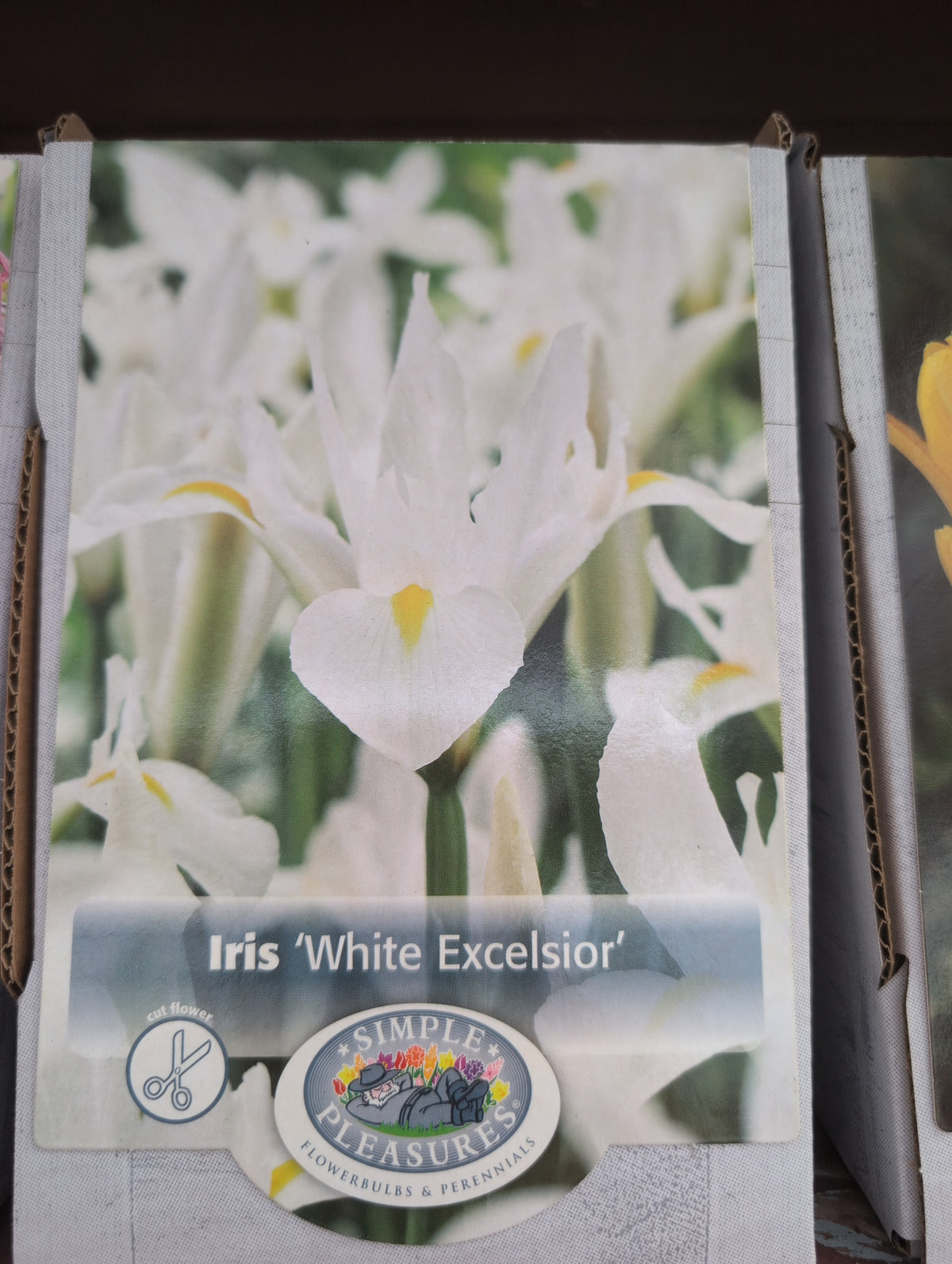 Iris White Excelsior