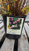 Shrub Spirea SHIROBANA