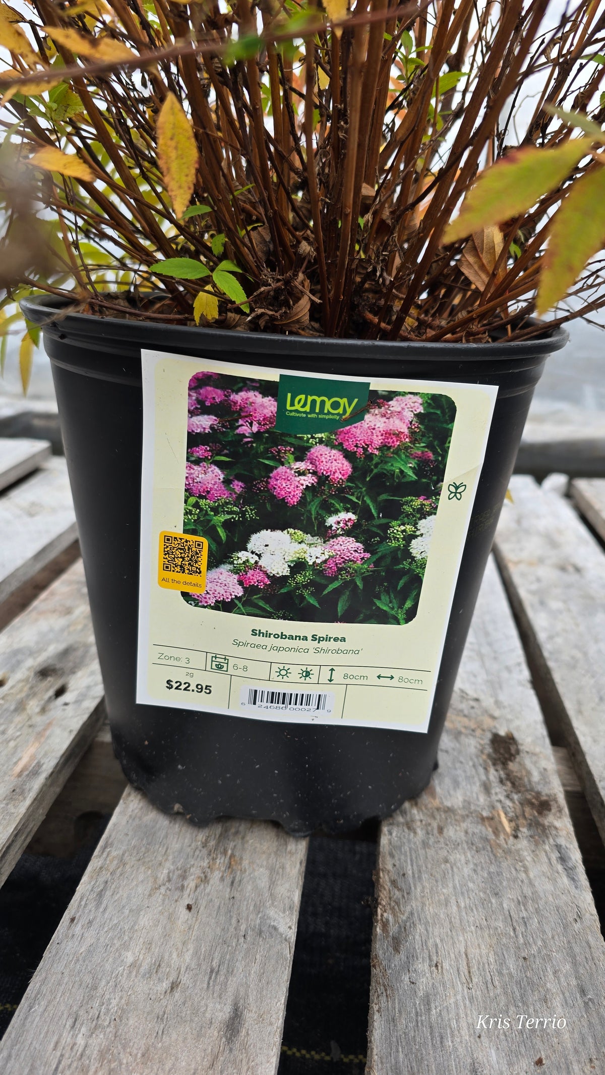 Shrub Spirea SHIROBANA
