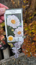 Peony KRINKLED WHITE