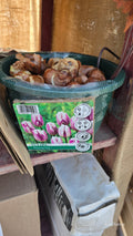 Tulipa FLAMING FLAG BULB