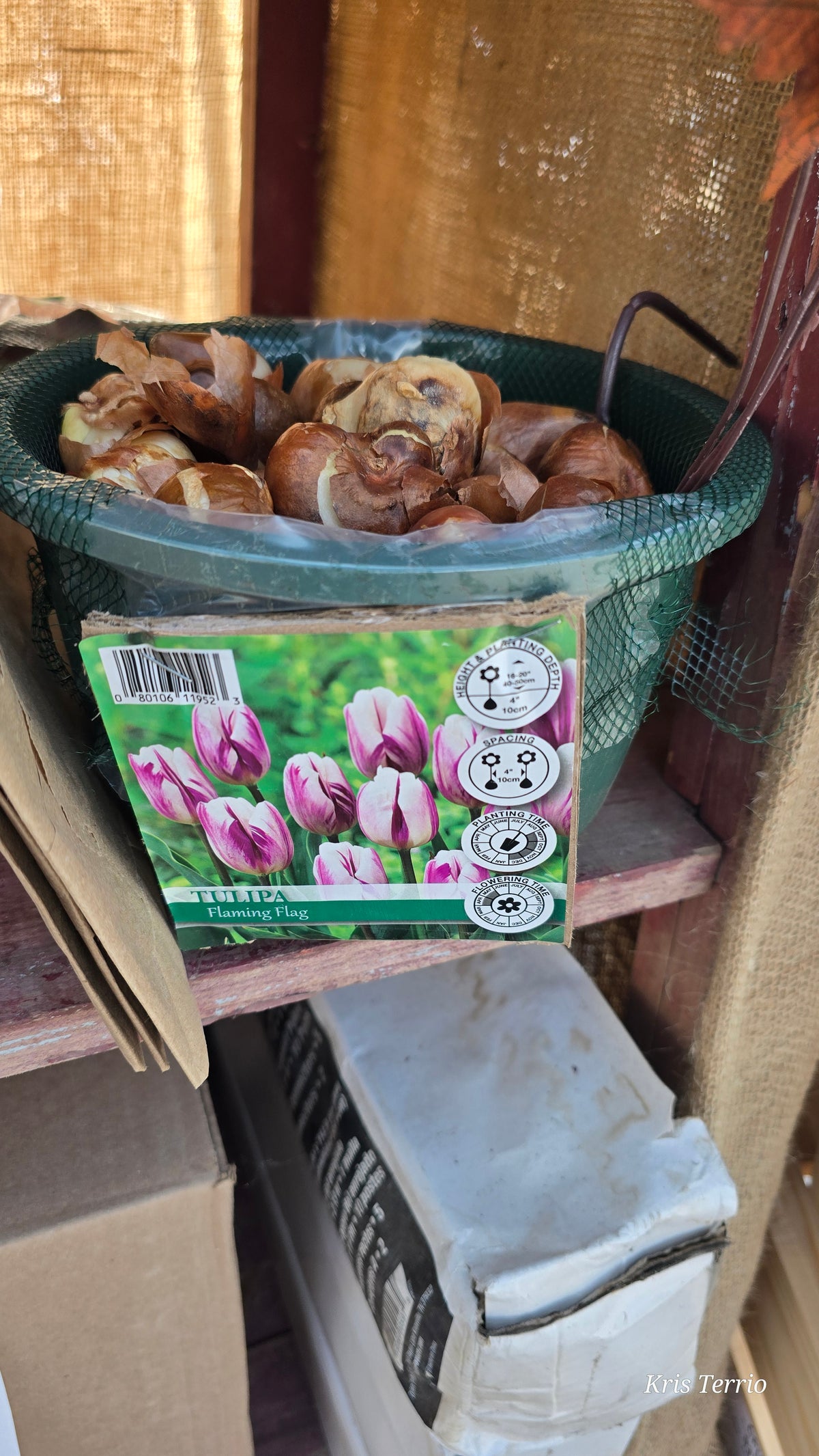 Tulipa FLAMING FLAG BULB