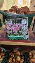 Tulipa JUMBO BEAUTY
